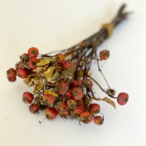May include: A bundle of dried rose hips, featuring small, round, red berries and thin, brown stems. The rose hips are tied together with twine, creating a rustic and natural aesthetic. The background is a plain white surface.