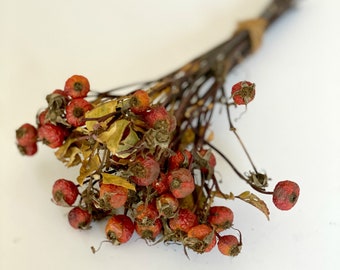 Dark Red to Orange Red Rosehips • Rustic Dried Floral Stems • Wild Foraged Botanical Decor