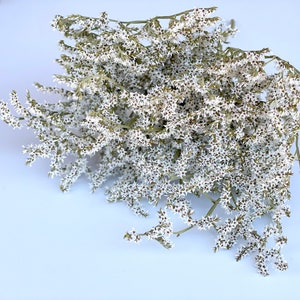 May include: A bunch of white baby's breath flowers with green stems.