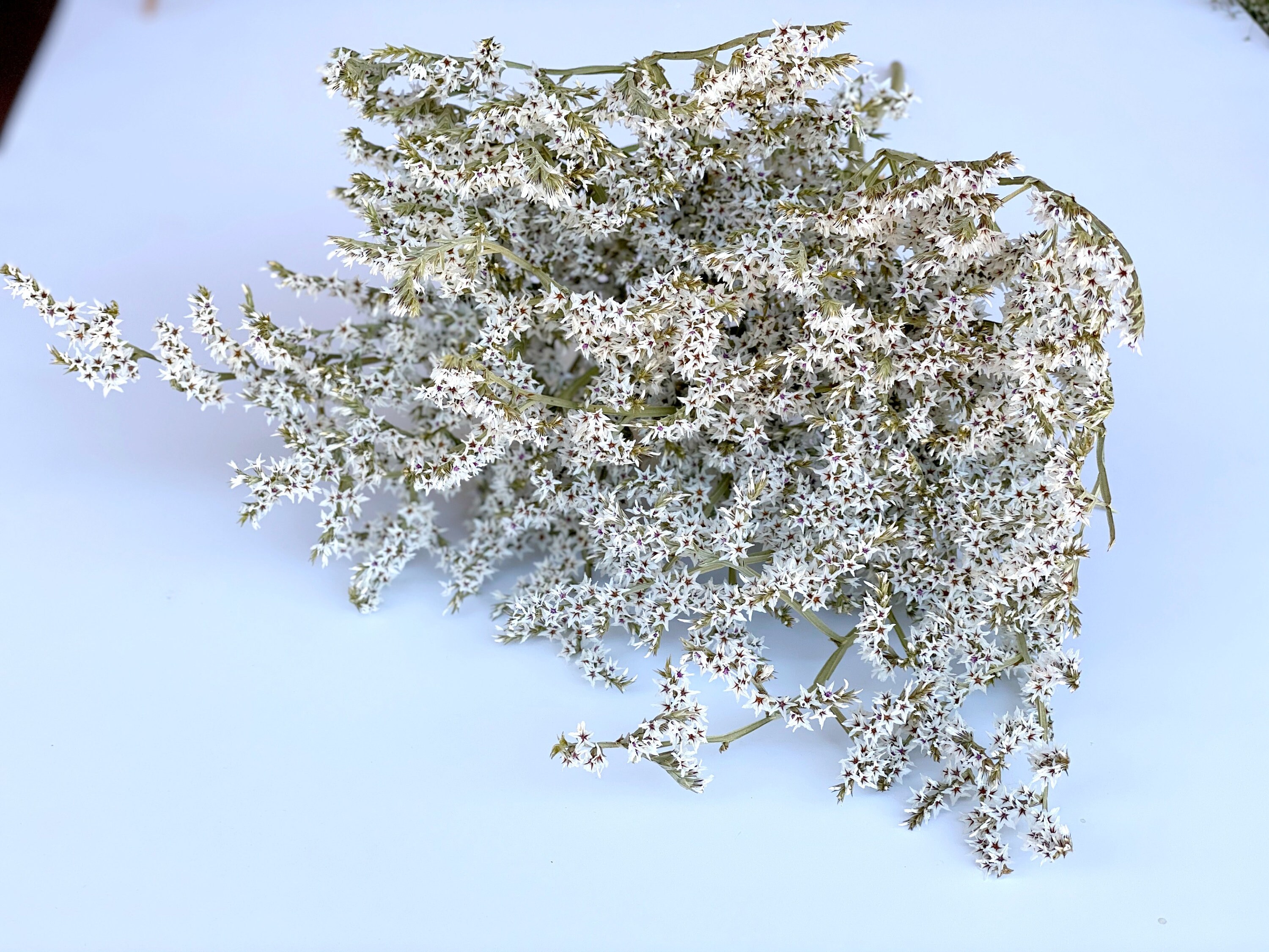 German Static Dried German Statice: White Bouquet Filler, Shorter Stems - Etsy