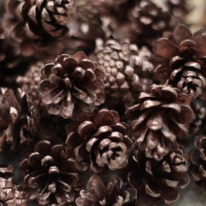 Small Rose gold Dried Pine cones, Pine cone, Christmas supplies image 2