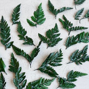 Pointe de fougère préservée,Fleurs pour la fabrication de cartes-Fougère préservée-Fleurs miniatures