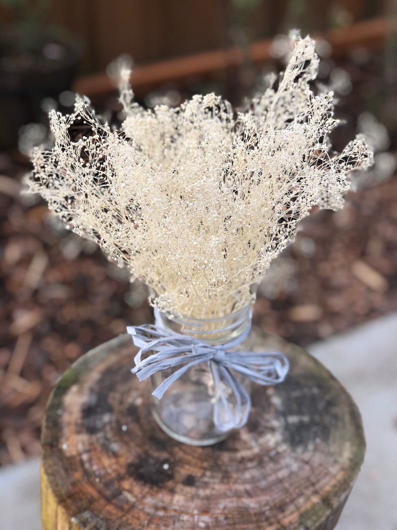 Real Dried Gypsophila Bunch ivory Real Dried baby Breath