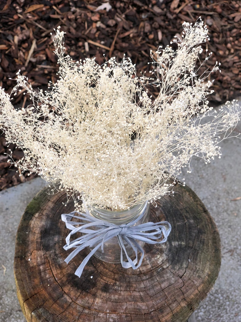 Real Dried Gypsophila Bunch ivory Real Dried baby Breath