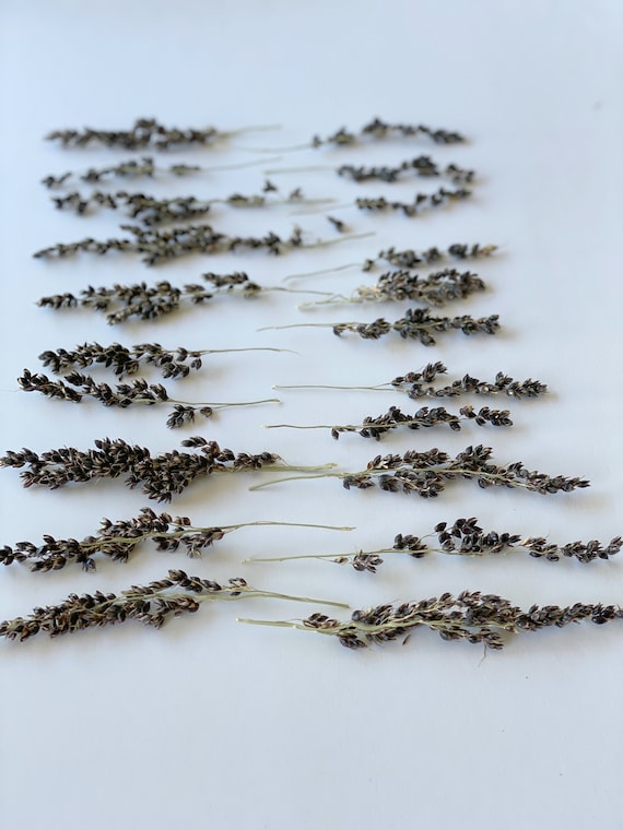 Naturally Black Seed Pod Heads-dried Flowers-flowers for Resin