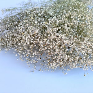 Natural dried baby&#39;s breath, unbleached baby&#39;s breath, natural dried gypsophilia, dried baby&#39;s breath, floral arranging, filler flower