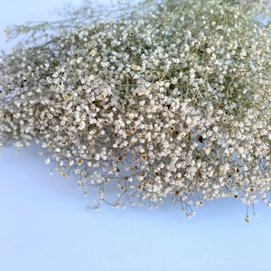 Natural dried baby's breath, unbleached baby's breath, natural dried gypsophilia, dried baby's breath, floral arranging, filler flower