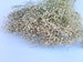 Natural dried baby's breath, unbleached baby's breath, natural dried gypsophilia, dried baby's breath, floral arranging, filler flower 