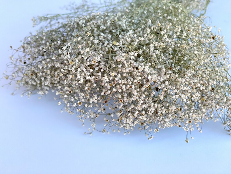 Natural Dried Baby's Breath Unbleached Baby's Breath Etsy