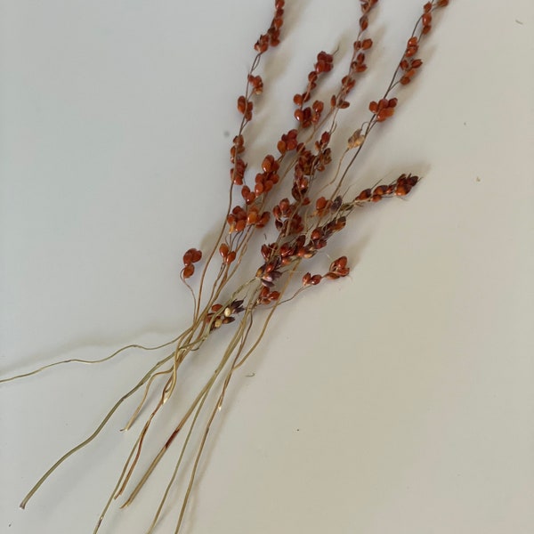 air dried broom corn heads -dried flowers for cards-dried flowers for craft