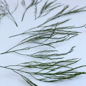 20 branches de fougère préservée-Fleurs pour cartes-Décor d’invitation de mariage