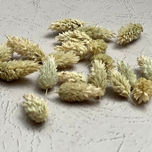 20 Natürliche Phalaris Köpfe-Miniatur Blumen-Blumen Köpfe