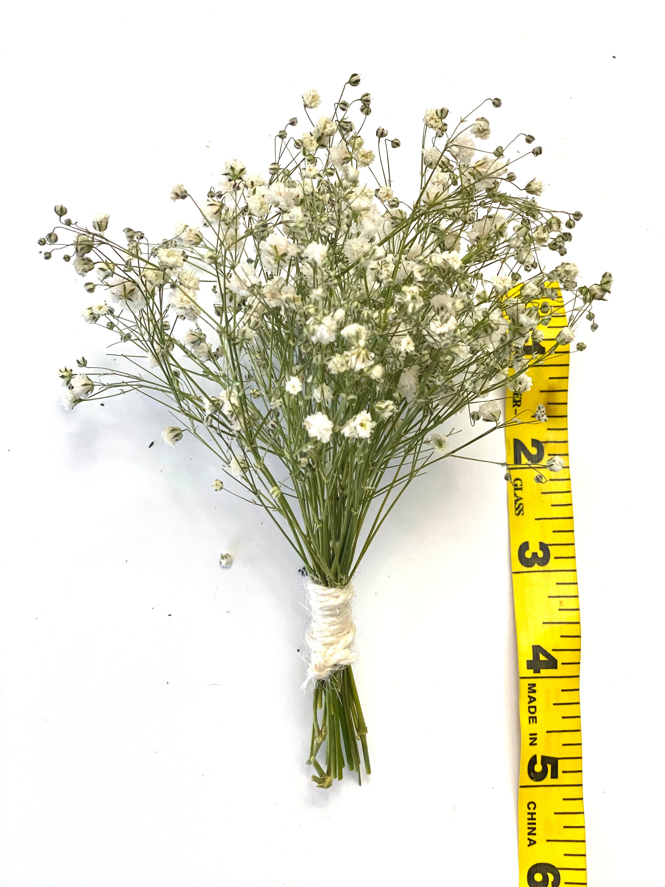Air Dried Baby Breath-natural Dried Baby Breath-flowers for Resin 