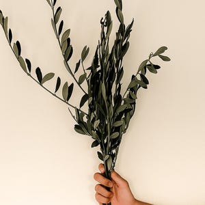 May include: A bundle of olive branches with dark green leaves. The leaves are oval-shaped and arranged along slender stems. The branches are held together, creating a natural, organic aesthetic. The background is a solid, neutral color.