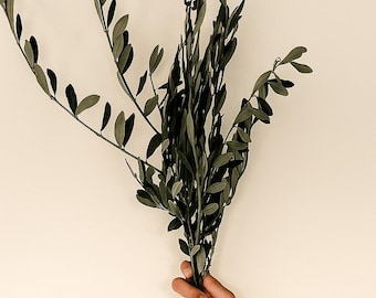 Preserved Olive Tree Branches – Italian Greenery Bouquet | Natural Mediterranean Decor 22–24”