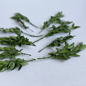 Preserved Boxwood small branches-Card making flowers-Flowers for craft