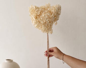 Preserved cream Hydrangea Stem: DIY Floral Arrangement Wedding Decor