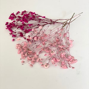 20個パック 押し花 カスミソウ - 花 カスミソウ - 押し花 乾燥 カスミソウ - 花の招待状作り - パーティーの記念品