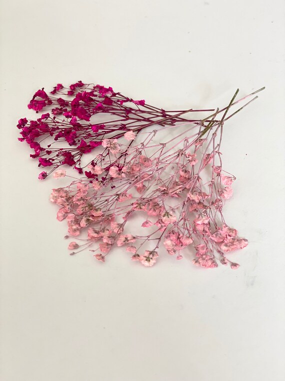 Air Dried Baby Breath-natural Dried Baby Breath-flowers for Resin -   Israel