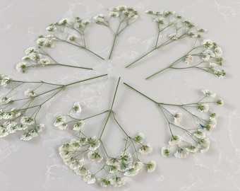 Real Dried Pressed flowers White Baby's Breath - 20 pieces;Pressed baby breath