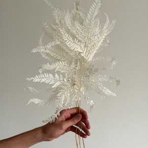 Royal Fern Bleached-Preserved Fern-White dried flowers-wedding flowers