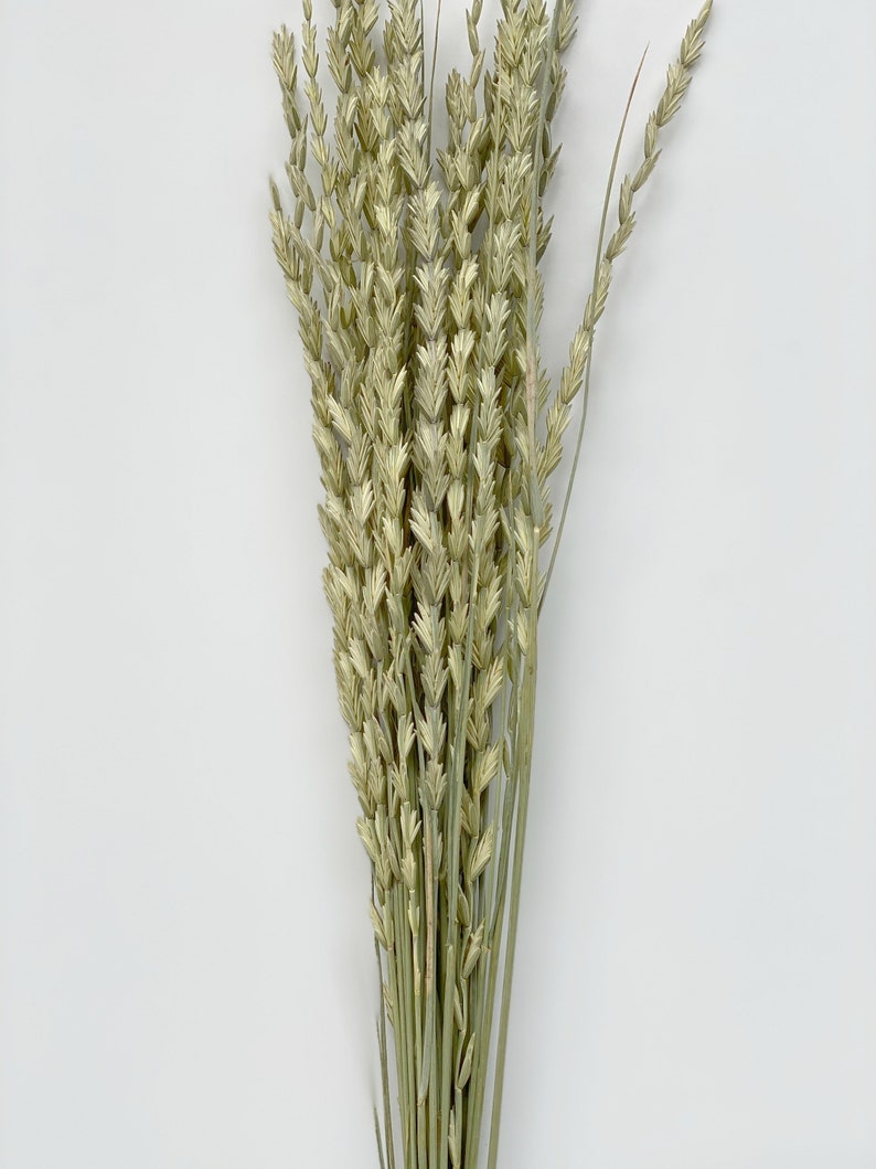 Ornamental Grass bouquet Dried Greenery BouquetDried flowers Bunch image 4