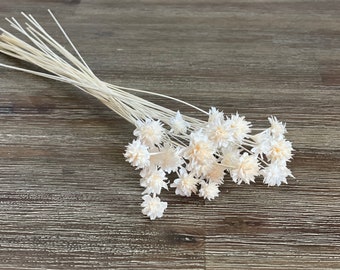 Bleached Hill flowers,Bleached flowers-dried flowers-Miniature flowers