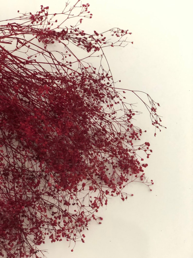 Peut inclure: Un bouquet de fleurs de gypsophile s&eacute;ch&eacute;es de couleur rouge bordeaux. Les fleurs sont dispos&eacute;es en un groupe l&acirc;che et fluide.