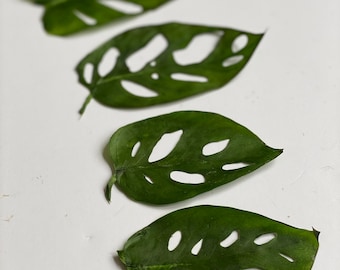 6 Pressed Monstera Leaves  Real Dried Green Leaves  Botanical Art Supply   Tropical Craft Material - Etsy
