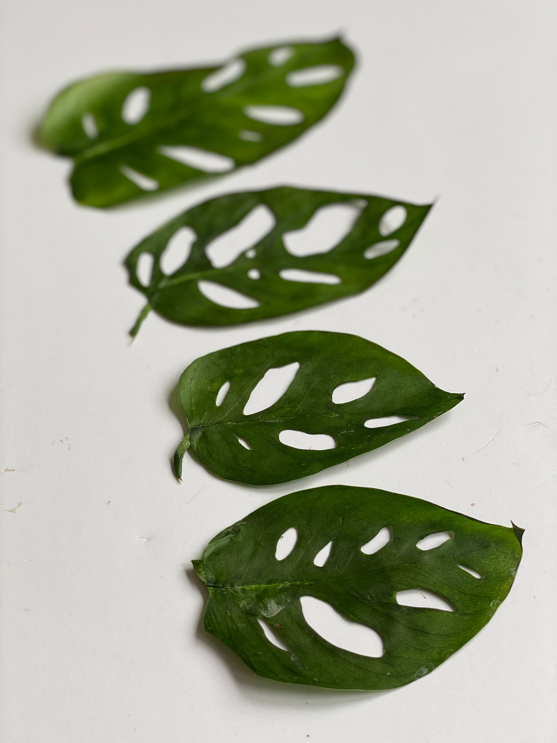 aroid mix for philodendron Aroid Mix