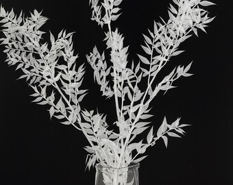 Bleached Ruscus-Long stems flowers-White flowers-Wedding flowers
