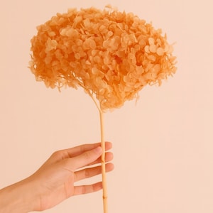 Preserved Coral Hydrangea Stem: DIY Floral Arrangement Supply