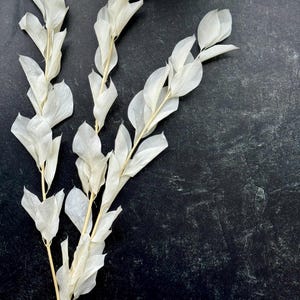 White Ruscus Garden Dried flower -White Ruscus flower- Preserved White Wedding -White  Bouquet