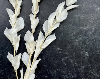 White Bleached Ruscus: Preserved Garden Flower Stems