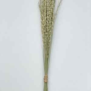 Ornamental Grass bouquet Dried Greenery BouquetDried flowers Bunch image 3