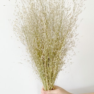 Dried ornamental grasses-Air Dried Bouquet-Home Decor-Indian Rice Dried Grass image 1