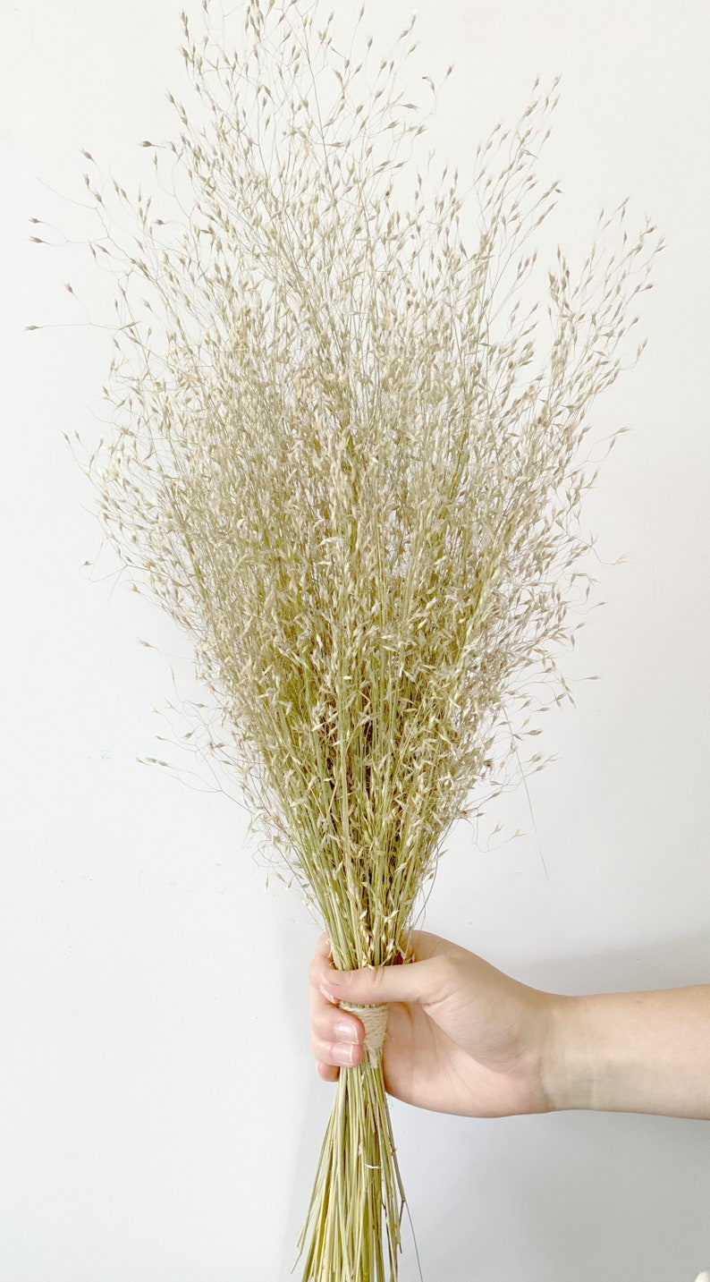 Dried ornamental grasses-Air Dried Bouquet-Home Decor-Indian Rice Dried Grass image 1