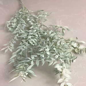 Long stems Painted Ruscus,Italian Ruscus-Preserved flowers