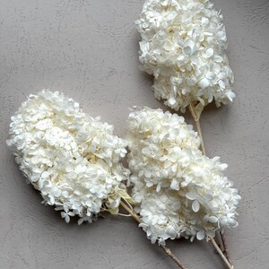 Hydrangea – Preserved White Flowers-Wedding white Flowers