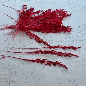 Flores secas Avena-Rojo Flores secas-Flores para tarjetas-Mesa /Decoración de platos-Flores en miniatura