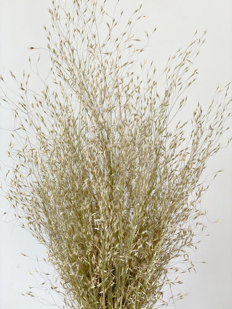 Dried ornamental grasses-Air Dried Bouquet-Home Decor-Indian Rice Dried Grass image 2