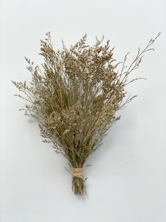 Dried Caspia Branches Bunch, Small Dried Greenery Bunchdried Caspia 