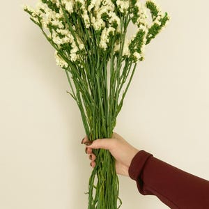 May include: A bunch of dried statice flowers, featuring small white blossoms and green stems. The flowers are held in a hand with a burgundy sleeve against a cream backdrop. Statice flowers are often used in floral arrangements and bouquets.