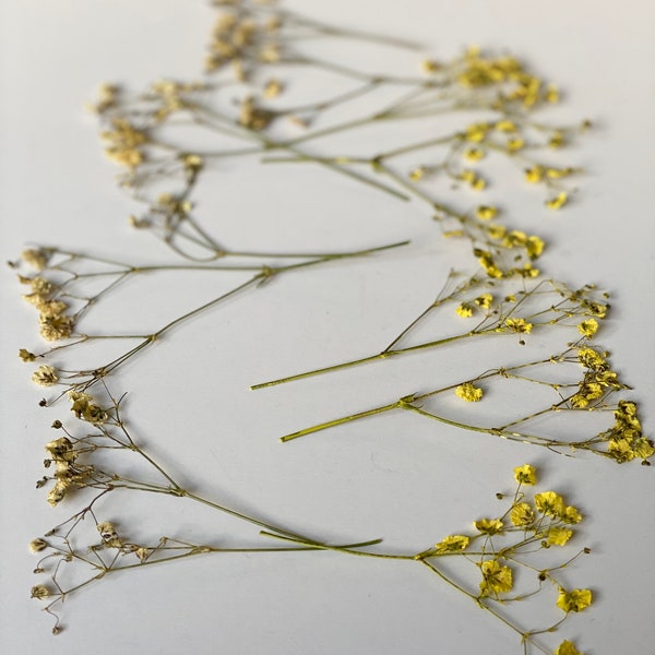 Pack of 20 PCS Pressed Dry yellow Baby's Breath- Flowers Gypsophila -Pressed Dried baby's breath- Floral Invitation Card Making-Party Favor