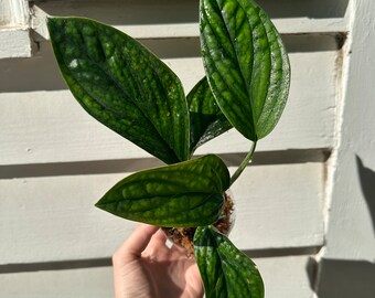 Monstera Peru Houseplant | BabsPlants