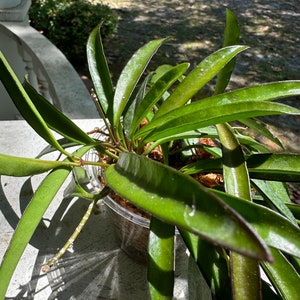 Hoya Wayetii Houseplant BabsPlants image 4