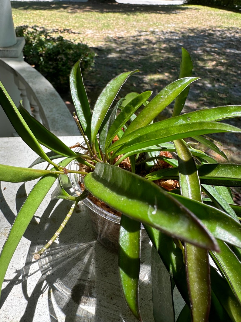 Hoya Wayetii Houseplant BabsPlants image 4