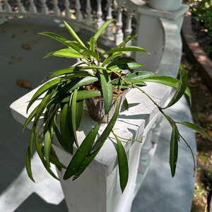 Hoya Wayetii Houseplant BabsPlants image 2