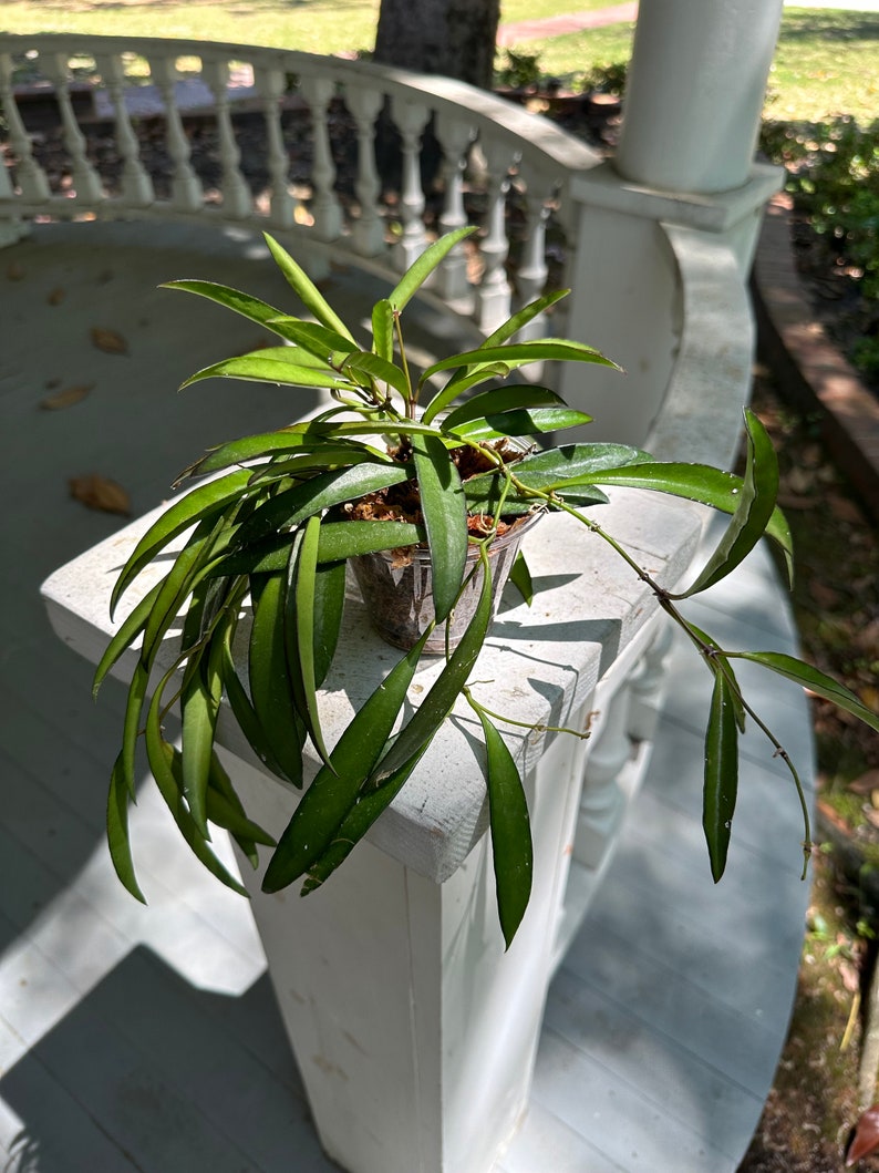 Hoya Wayetii Houseplant BabsPlants image 2