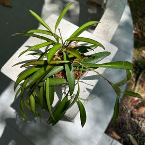 Hoya Wayetii Houseplant BabsPlants image 3